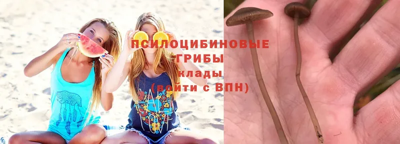 Галлюциногенные грибы Psilocybe  купить   Амурск 